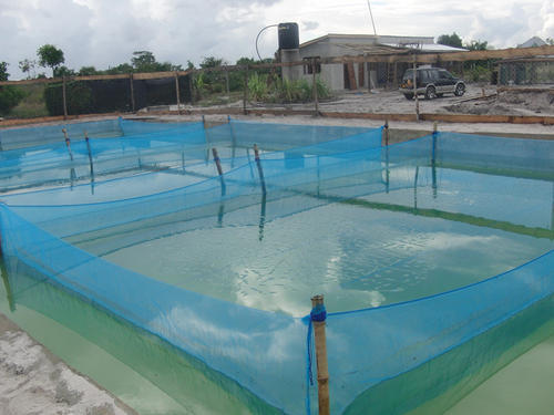 Hdpe Blue And White Hapa Nets
