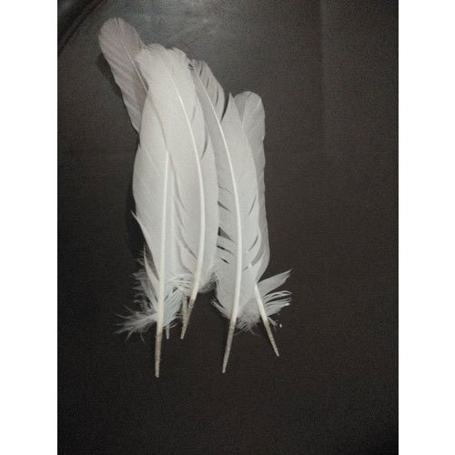 Soft White Birds Feather